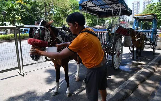 菲律宾马尼拉遭遇极端高温马车司机为马浇水降温