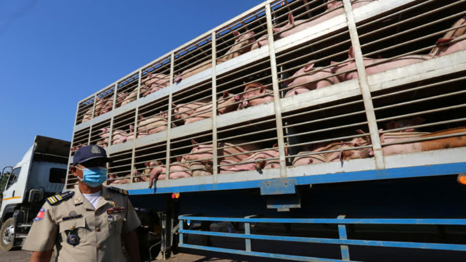 从泰国非法进口猪只，本地养殖户被逮捕！