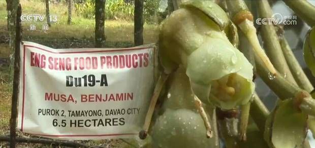 榴莲成致富“希望之果” RCEP助力菲律宾果农打开中国市场