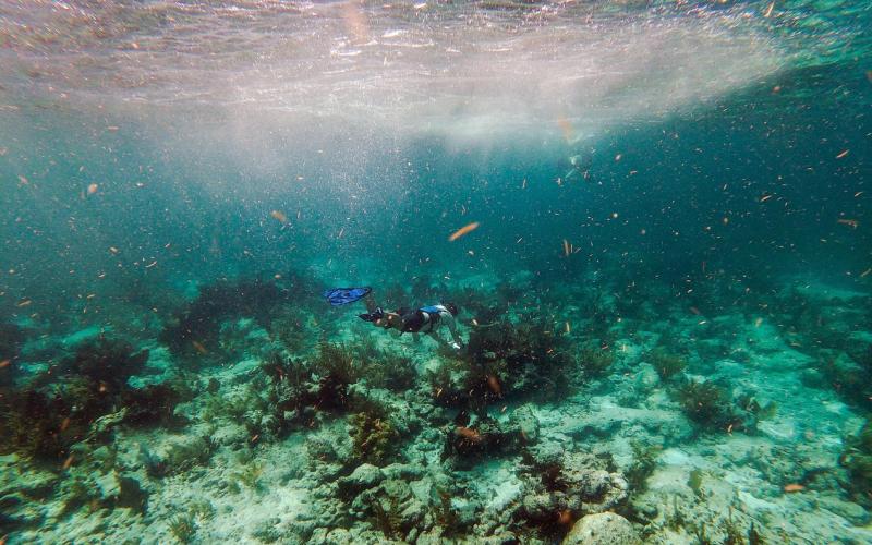 研究：珊瑚大规模白化 造成鱼儿消耗能量生存受威胁