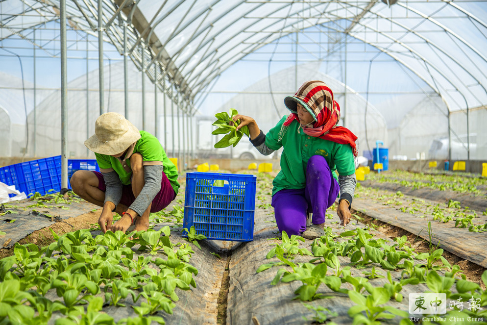 农发基金向柬埔寨提供1.5亿美元 发展气候韧性农业