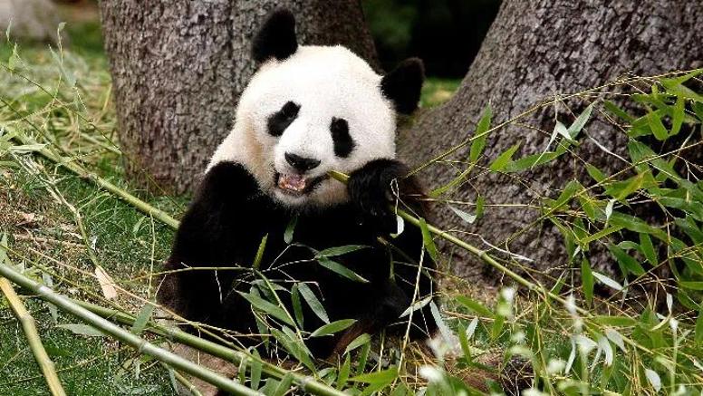 欢迎回家！旅西大熊猫“冰星”“花嘴巴”一家平安抵达成都
