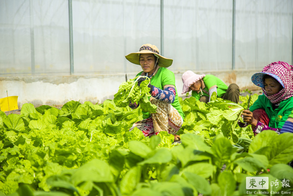 USAID与两家企业投入300万美元 提升柬埔寨农产品冷链物流产业竞争力