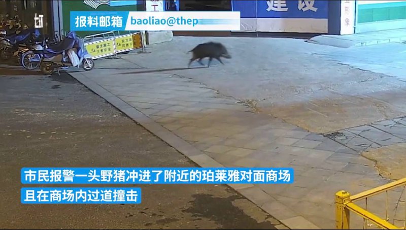 一头野猪冲进杭州一商场厕所，现场人员将野猪打晕制服
