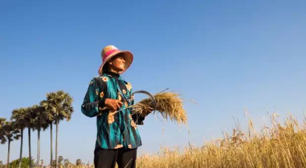 柬埔寨女农“拥抱”可再生能源触手可及