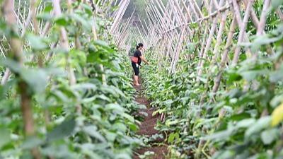农业农村部发布2024年豇豆病虫害绿色防控技术方案