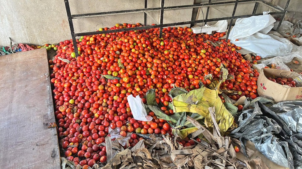 酷热导致长不大 农民忍痛免费分发2万斤番茄
