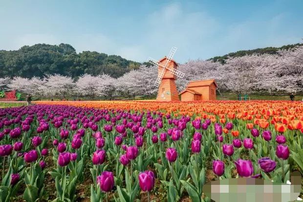 2024苏州花展将于3月23日开幕 展期51天超1000个新优花卉品种展出