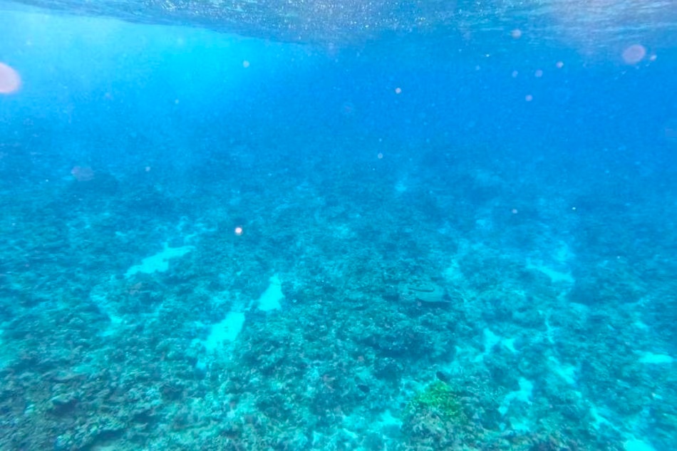 军方：西菲律宾海鲎藤礁大规模珊瑚被采伐