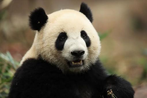 新一对大熊猫将于4月29日启程前往西班牙马德里动物园